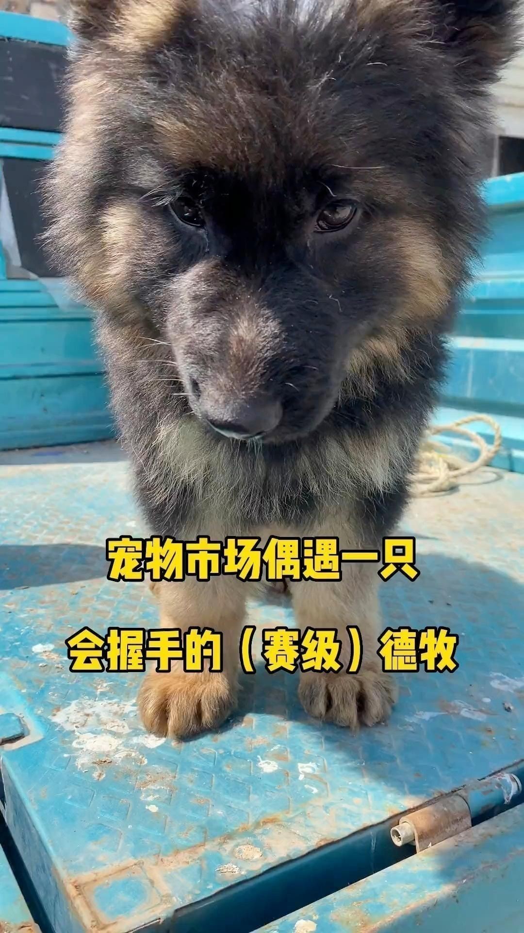 賽級德牧一般多少錢