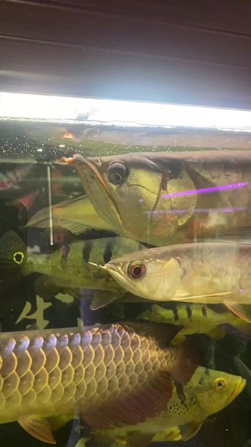 孔雀龍魚種類及圖片欣賞圖大全