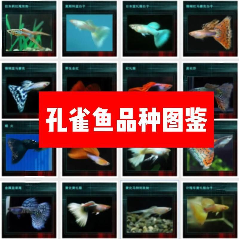 孔雀龍魚種類及圖片欣賞圖大全