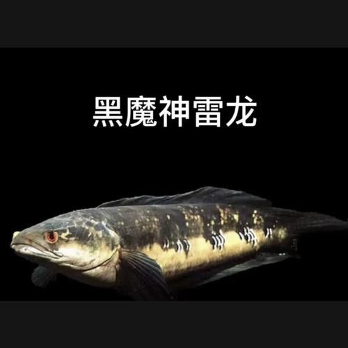 孔雀龍魚種類及圖片欣賞圖大全