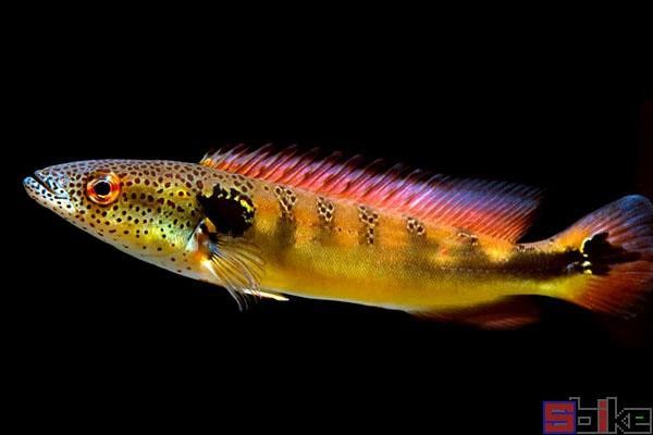 孔雀龍魚種類及圖片欣賞圖大全