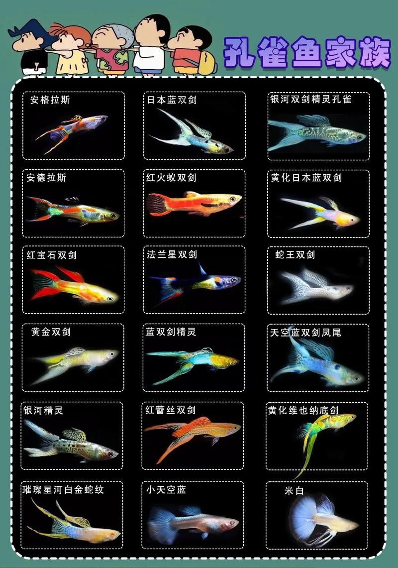 孔雀龍魚種類及圖片欣賞圖大全