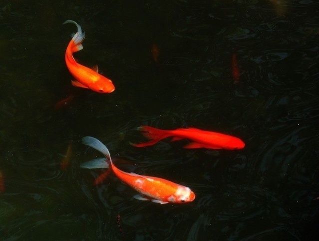 龍魚跟清道夫一起養為什么清道夫死了龍沒有事：當龍魚與清道夫魚一起養時，清道夫魚可能會死亡，而龍魚卻沒事