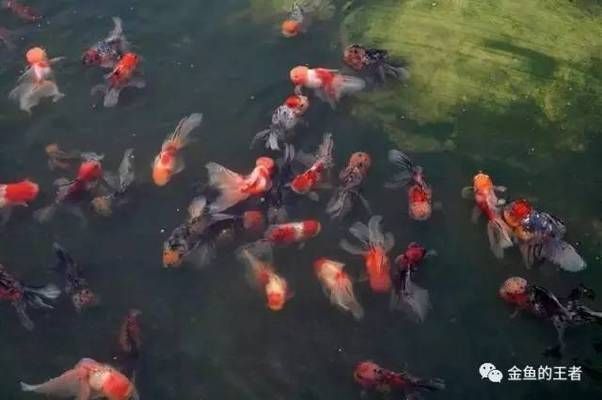 小金龍魚怎么養(yǎng)殖方法：小金龍魚的養(yǎng)殖方法需要注意，小金龍魚的養(yǎng)殖方法