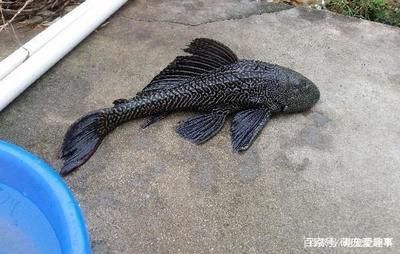 紅龍魚怎么調(diào)理狀態(tài)好一點（淺談紅龍魚的調(diào)理狀態(tài)）