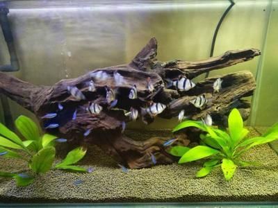 常見的觀賞魚圖片和名稱：各種常見的觀賞魚圖片和名稱 常見的觀賞魚圖片和名稱：各種常見的觀賞魚圖片和名稱 龍魚百科 第2張