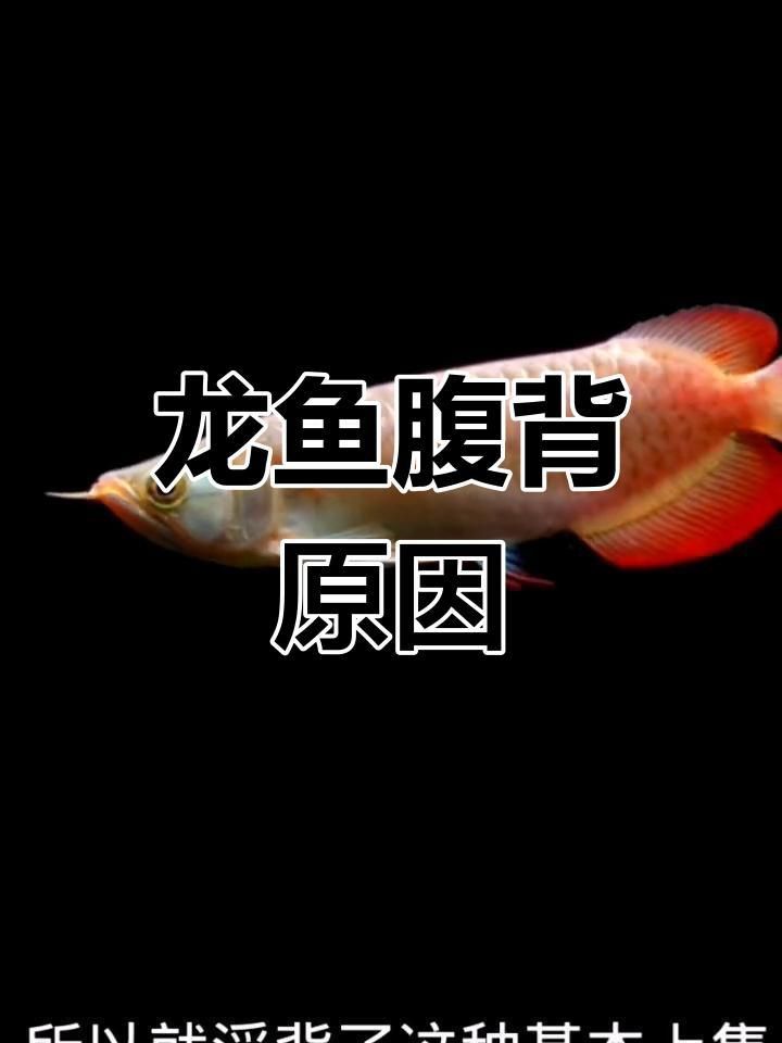 龍魚浮背會自己恢復嗎？