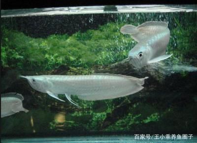 你知道銀龍魚長什么樣子嗎：銀龍魚的外觀特征使它們成為了受歡迎的觀賞魚品種