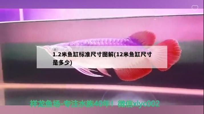 國內龍魚經銷商排名前十名