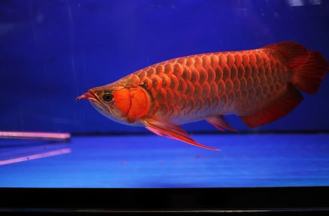 紅龍魚最貴的品種排名榜前十名有哪些（紅龍魚最貴品種排名榜）