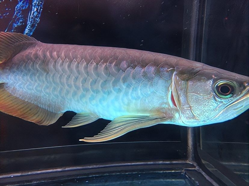 龍魚鰓蓋打傷后多久換水？