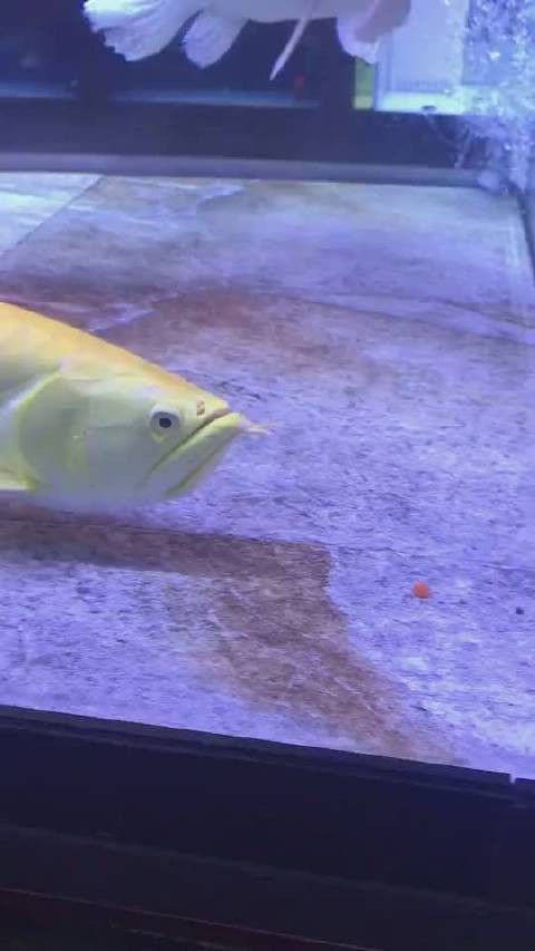 有沒有小龍魚社交行為的視頻？
