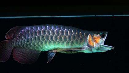 龍魚突然大口呼吸怎么回事（龍魚大口呼吸可能是由多種因素引起的，可能是多種因素引起的）