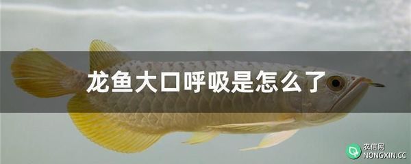 龍魚突然大口呼吸怎么回事（龍魚大口呼吸可能是由多種因素引起的，可能是多種因素引起的）