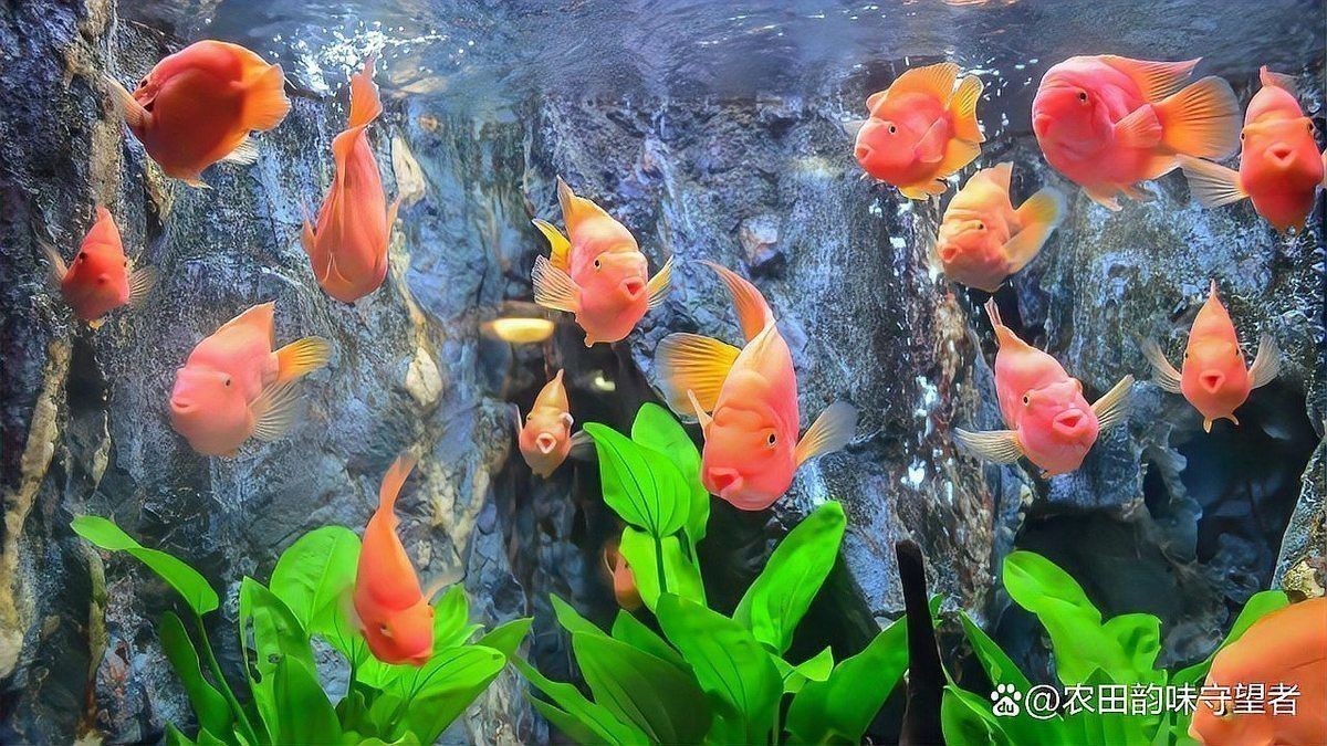 曼龍魚能和銀龍混養(yǎng)嗎