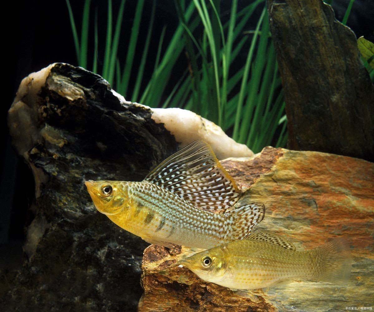 曼龍魚能和銀龍混養嗎