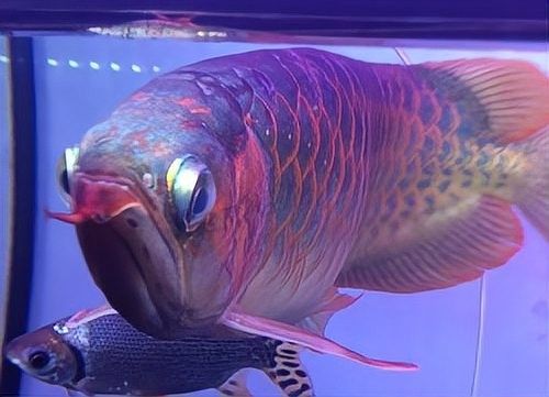 龍魚單眼突出多久會失明？