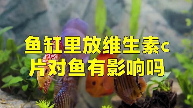龍魚(yú)吃維生素C有什么作用