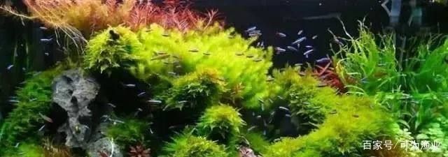 龍魚吃什么容易胖：想讓你的龍魚長得更快