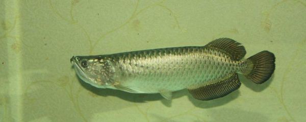 龍魚的箭蟲什么造成的：龍魚箭蟲不吃食怎么調理好(龍魚不吃食怎么辦