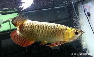 龍魚為什么是風水魚的原因：龍魚為什么是風水魚
