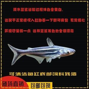 龍魚是上游魚嗎（龍魚在自然環境中傾向于在水域上層活動層次的詳細信息）