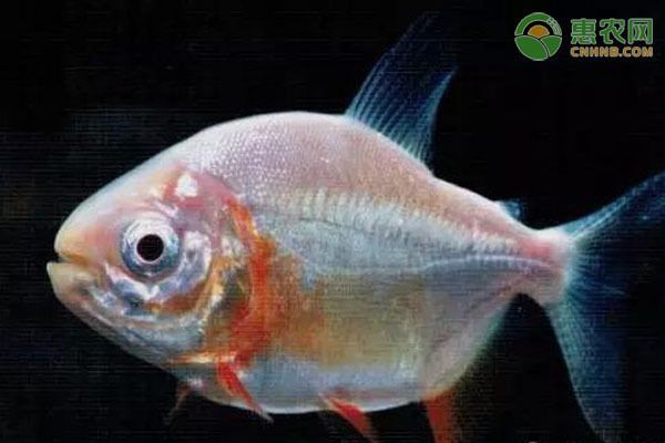 白子銀版魚：白子銀板魚混養(yǎng)搭配指南白子銀板魚混養(yǎng)搭配指南