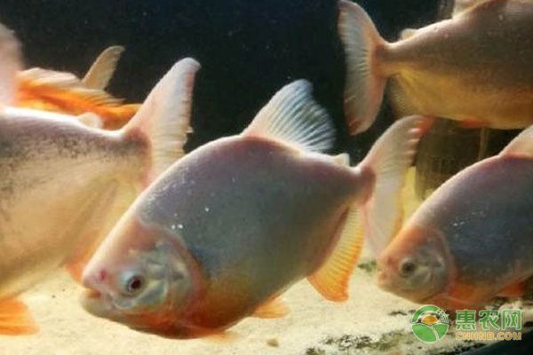 白子銀版魚：白子銀板魚混養(yǎng)搭配指南白子銀板魚混養(yǎng)搭配指南