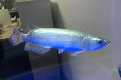 星點(diǎn)龍魚水質(zhì)管理方法：星點(diǎn)龍魚水質(zhì)管理方法星點(diǎn)龍魚水質(zhì)管理方法