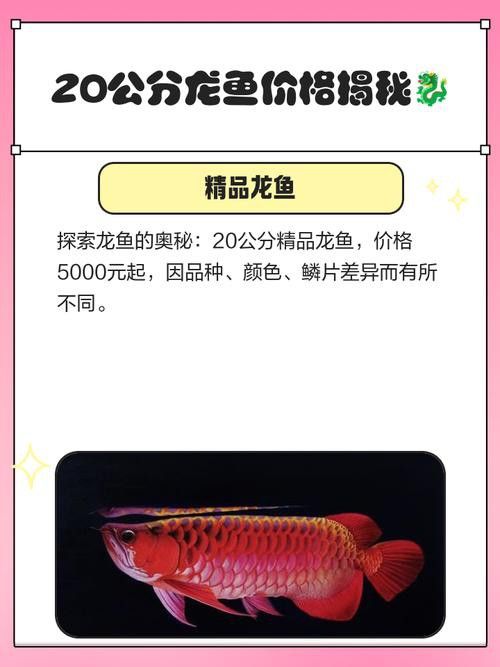 各種龍魚的價格圖片