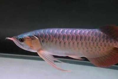 金龍魚26度水溫行嗎貼吧：金龍魚26度水溫下可以生活嗎