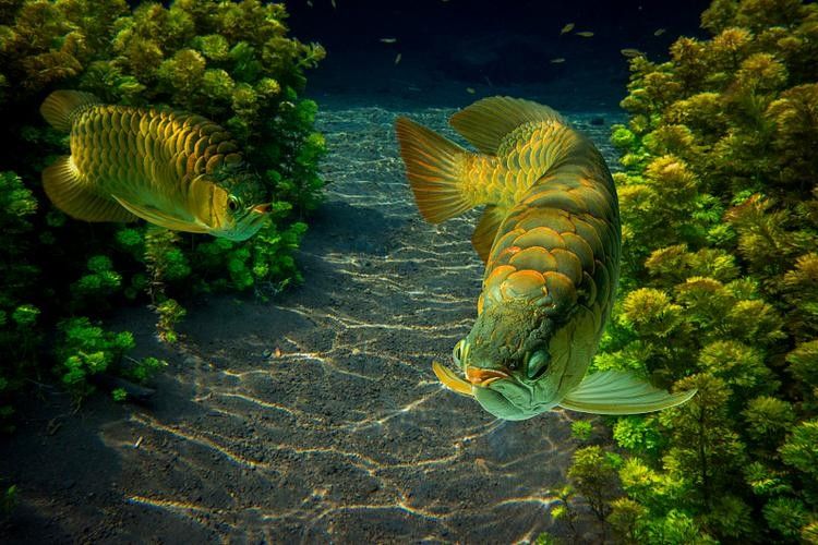 黃金龍魚多少錢一只圖片