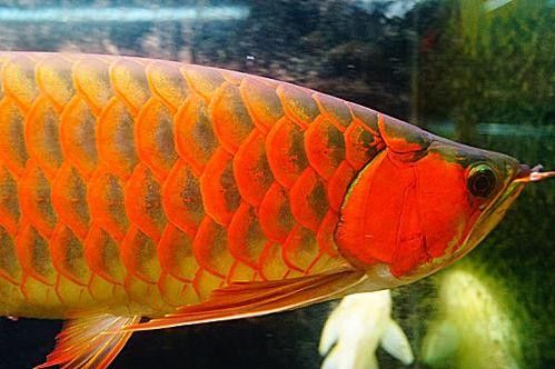 黃金龍魚多少錢一只圖片