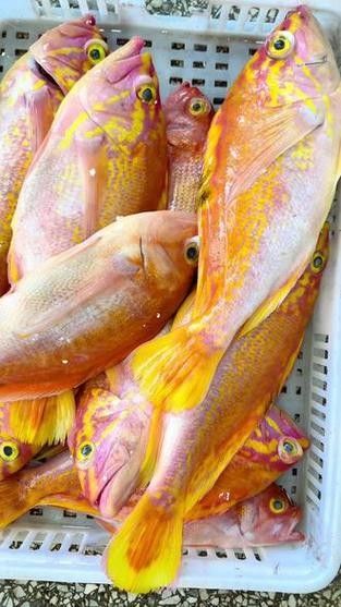 黃金龍魚多少錢一只圖片
