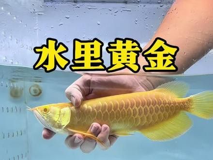 白色金龍魚多少錢一只