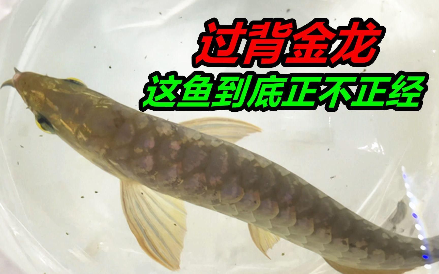 如何判斷金龍魚幼崽是否健康？
