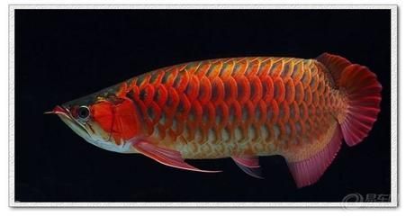 銀龍魚苗12厘米會(huì)被二十厘米的錦鯉吃掉嗎（銀龍魚苗與20厘米錦鯉是否能共存，銀龍魚苗是否能共存）