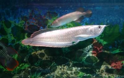 銀龍魚苗12厘米會(huì)被二十厘米的錦鯉吃掉嗎（銀龍魚苗與20厘米錦鯉是否能共存，銀龍魚苗是否能共存）