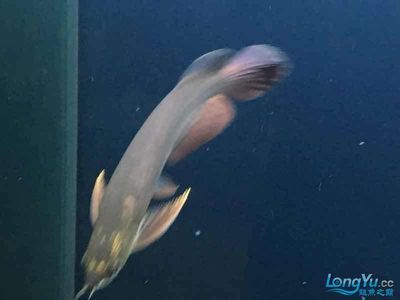 祥龍魚場觀賞魚怎么養的好呢圖片（如何在祥龍魚場養殖觀賞魚）