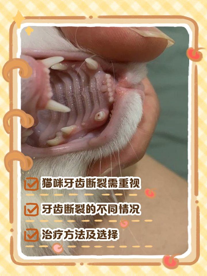 龍貓牙齒斷裂后如何護理？