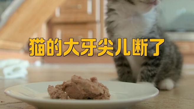 龍貓牙齒斷裂后如何護理？