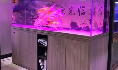 水族館加盟找祥龍魚場怎么樣（水族館加盟_水族館加盟費查詢網賺錢超級簡單）