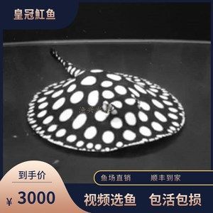 玉面皇冠魚能和龍魚一起養嗎（玉面皇冠魚與龍魚混養存在一定的風險和挑戰結果的詳細分析）
