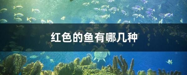 玉面皇冠魚能和龍魚一起養嗎（玉面皇冠魚與龍魚混養存在一定的風險和挑戰結果的詳細分析）