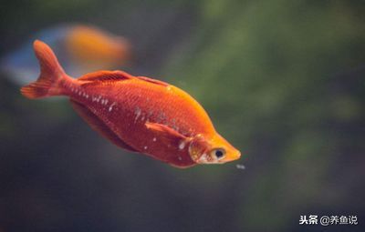 招財魚為什么咬金龍魚（招財魚咬金龍魚的主要原因）