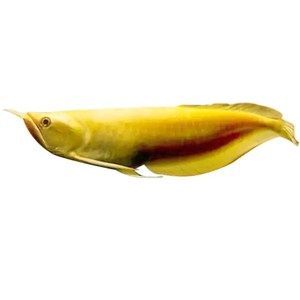 招財魚為什么咬金龍魚（招財魚咬金龍魚的主要原因）