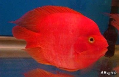 鸚鵡魚混養食物選擇技巧：鸚鵡魚混養食物種類推薦,