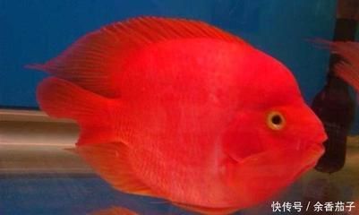 鸚鵡魚混養食物選擇技巧：鸚鵡魚混養食物種類推薦,