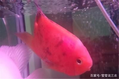 鸚鵡魚混養食物選擇技巧：鸚鵡魚混養食物種類推薦,