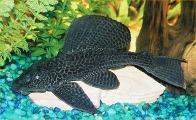 養過背金龍魚有什么好處：養過背金龍魚有什么好處？